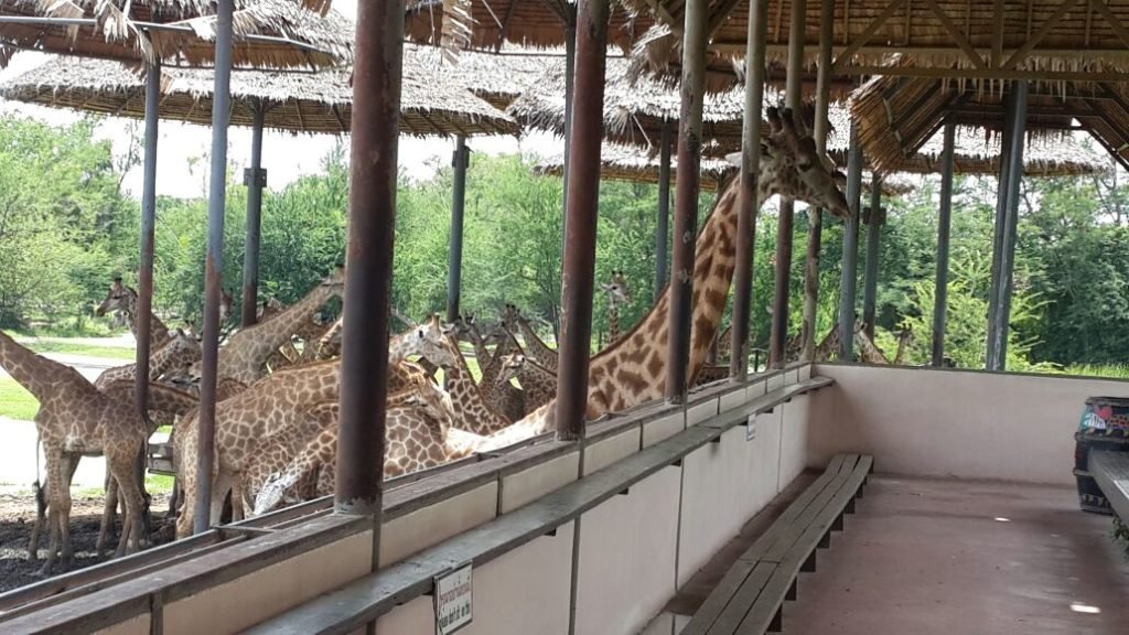 Giraffe feedings at Safari World 