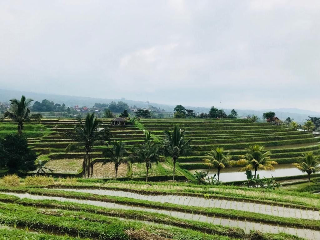Jatiluwih Rice Terrace - Bali