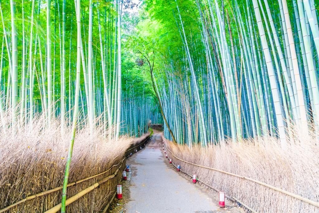 Arashiyama Bamboo Grove Kyoto