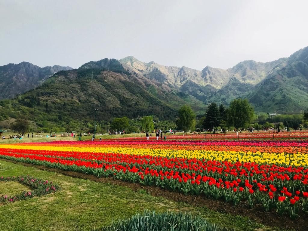 Tulip Garden Kashmir