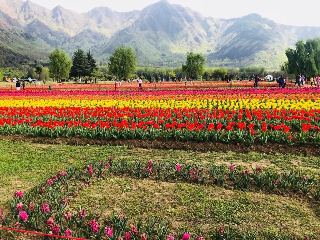 Indra Gandhi Memorial Tulip Garden