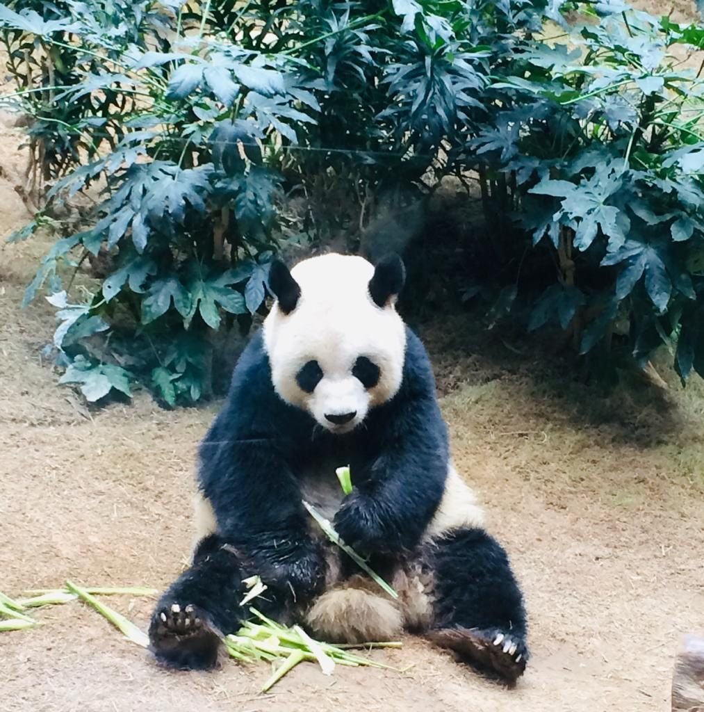 Ocean Park Hong Kong