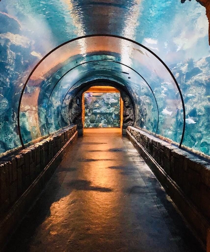 Shark Reef Aquarium - Mandalay Bay, Las Vegas