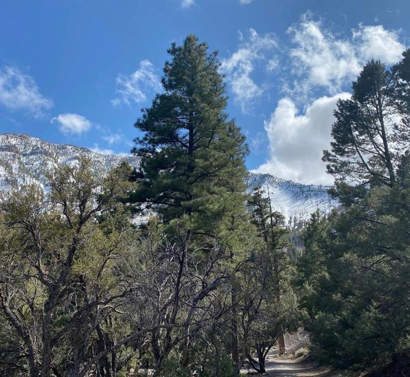 Mount Charleston day trips from Las Vegas