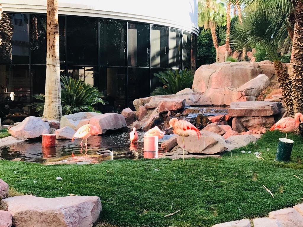 Wildlife Habitat at Flamingo Hotel - Las Vegas