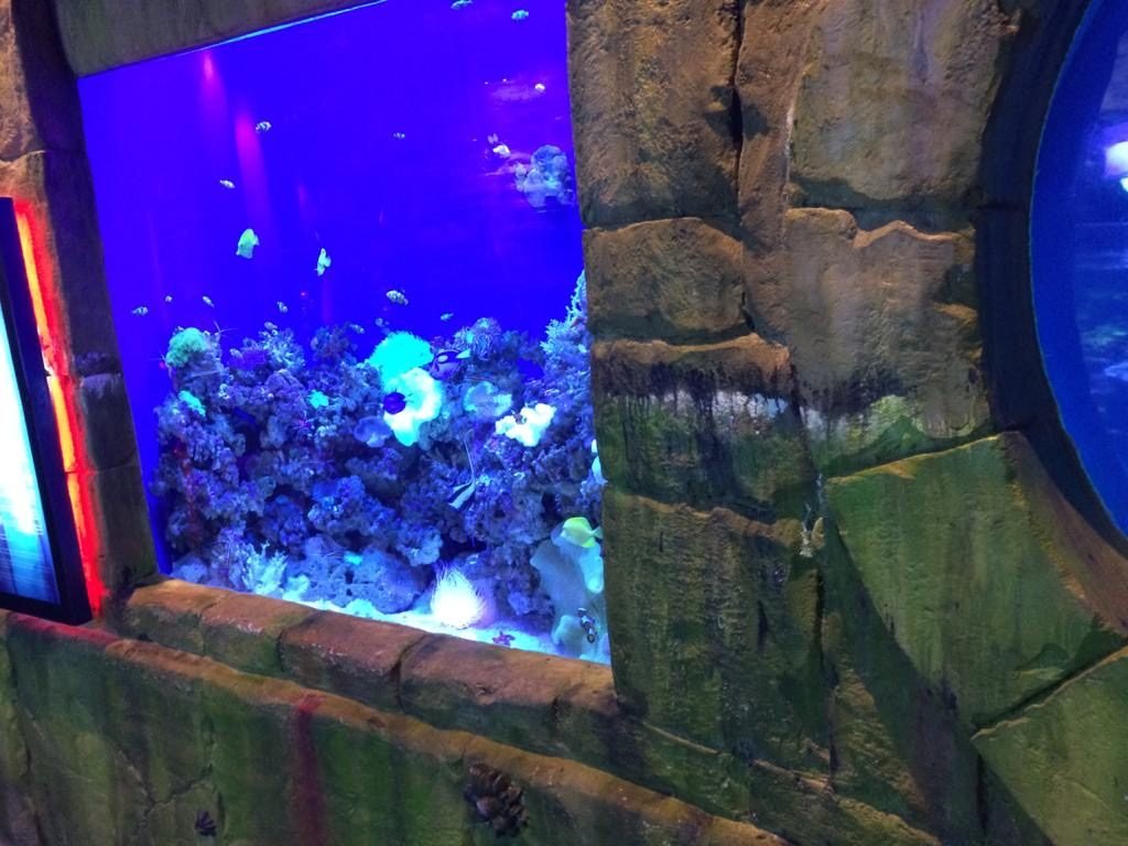 Dubai Aquarium at Dubai Mall
