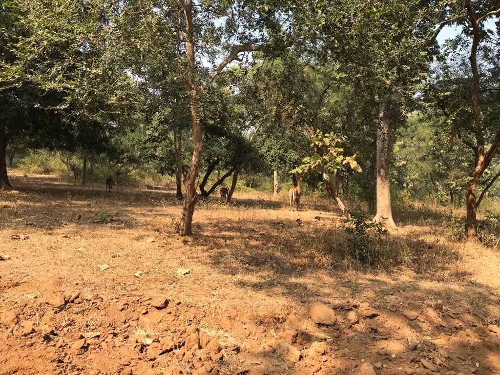 Panna National Park