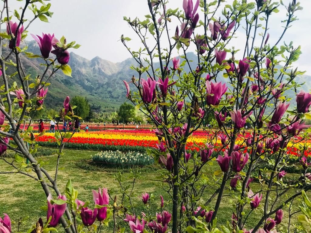 Tulip Gardens