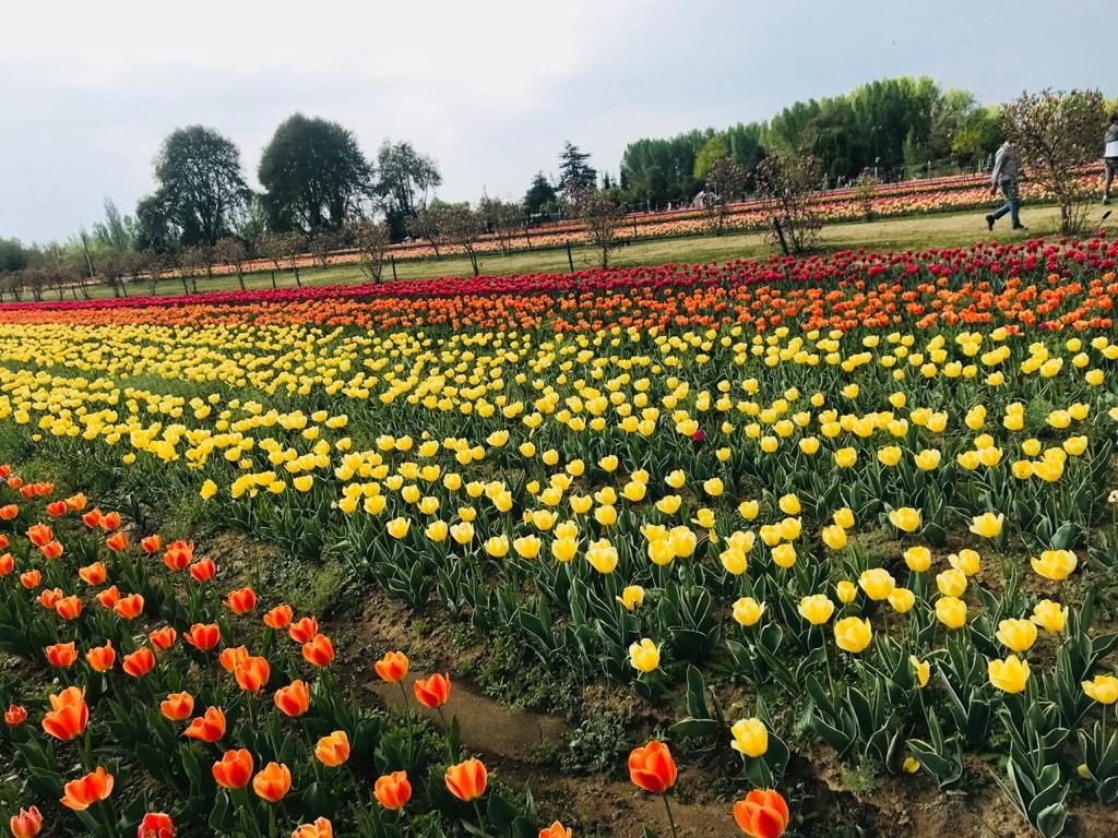 Tulip Garden Kashmir