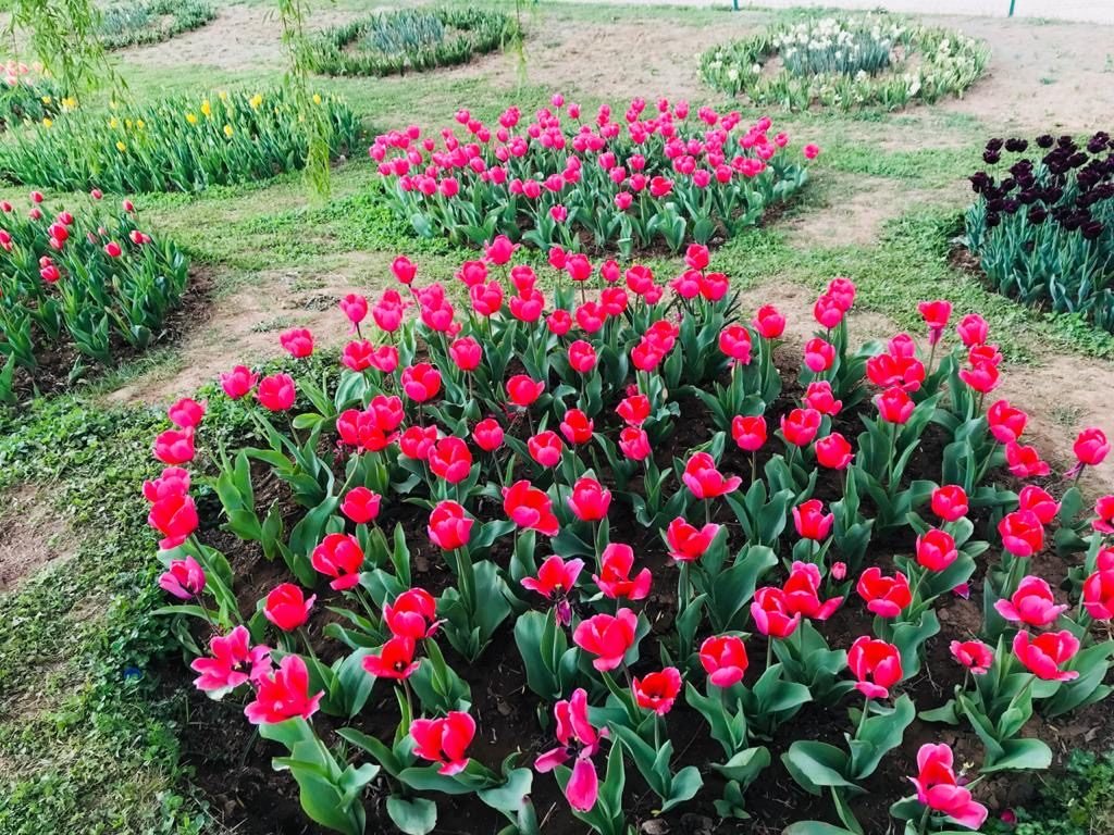 Tulip Garden Kashmir