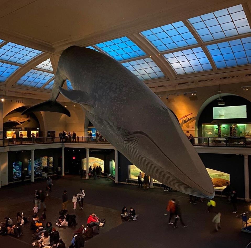 Museum of Natural History, 10 must visit museums in Manhattan 