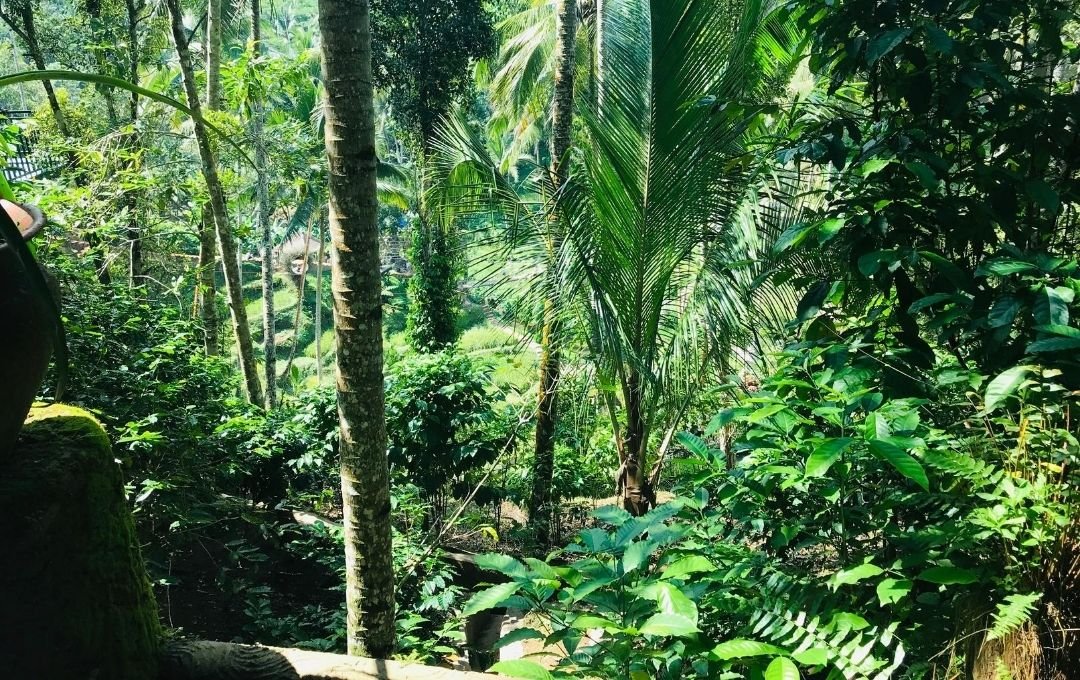 Suggested Areas to Stay in Bali