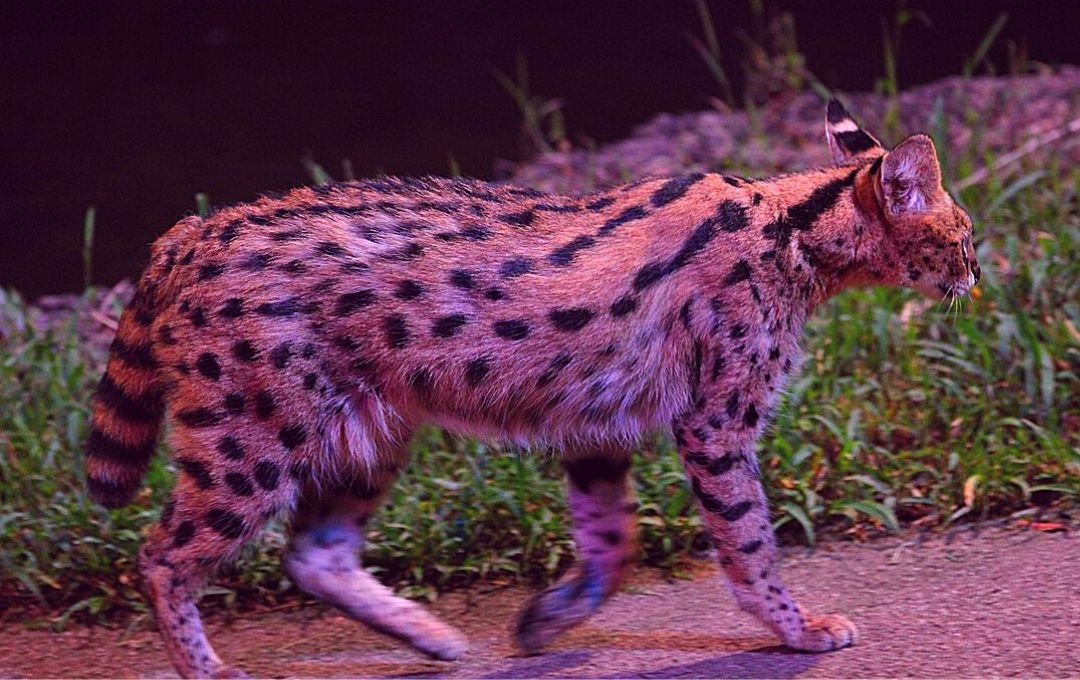 Things to know about Night Safari Singapore